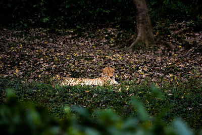 Cheetah relaxing on field