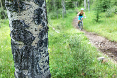 Full length of man climbing on tree trunk in forest