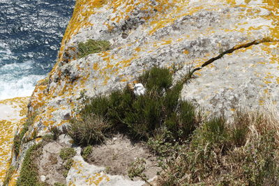 Close-up of cliff by tree mountain