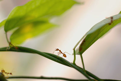 Close-up of insect on leaf