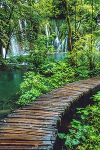 Walkway by river in forest