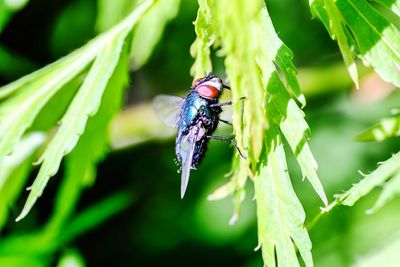 Close-up of fly on leaf