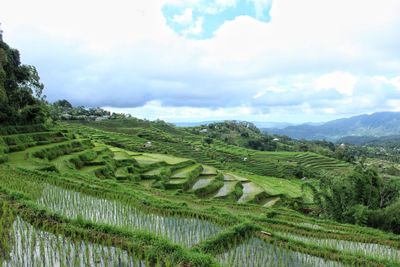 Scenic view of agricultural field against sky