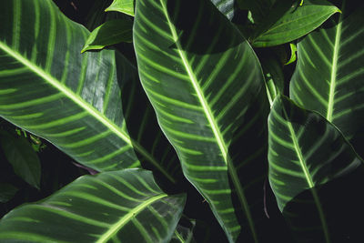 Close-up of a leaf