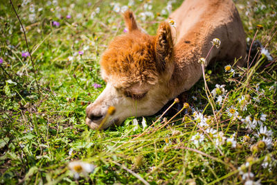 Close-up of lion relaxing on grass