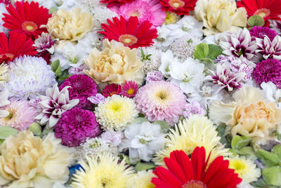 Full frame shot of multi colored daisy flowers