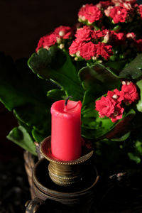 Close-up of pink roses in pot