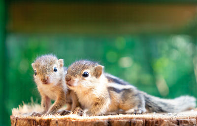 Close-up of squirrel