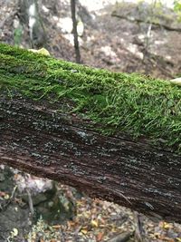 Close-up of moss growing on tree trunk