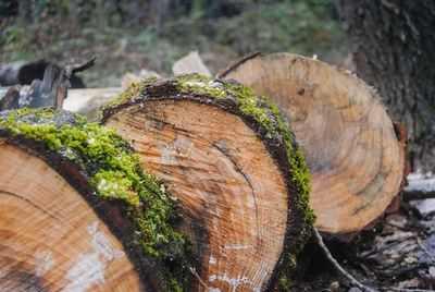 Close-up of tree stump in forest