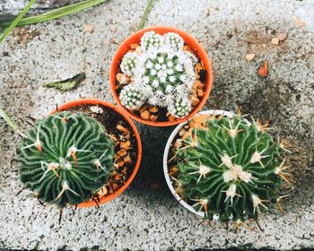 High angle view of potted plants on field