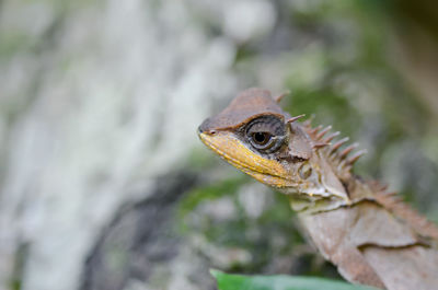 Close-up of a lizard