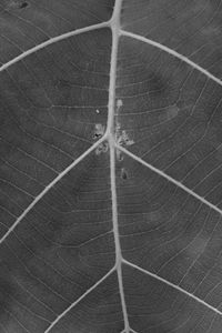 Full frame shot of plant