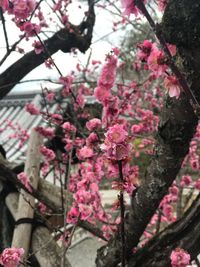 Close-up of pink flowers on tree