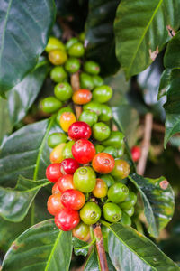 Close-up of cherries growing on plant