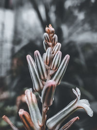 Close-up of flowering plant