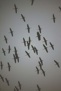 Low angle view of birds flying in the sky