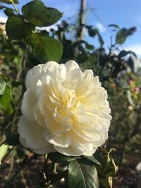 Close-up of white flower blooming outdoors