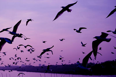 Pop art surreal style purple colored morning sky with silhouette of flying seagulls flock