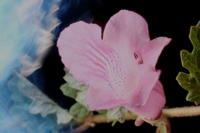 Close-up of pink rose flower