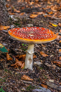 High angle view of fly agaric mushroom on field