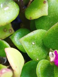 Full frame shot of green leaves