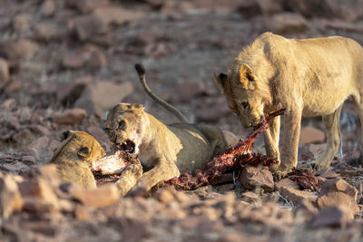 A group of lion fights for the carcass of a zebra