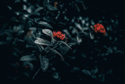 Close-up of red rose flower