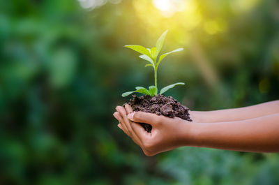 Close-up of woman holding plant