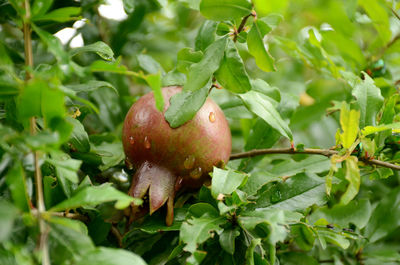 Close-up of fruits on tree