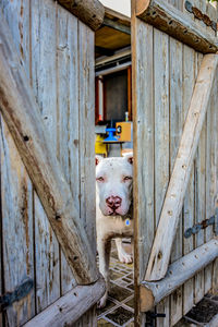 Dog standing by gate