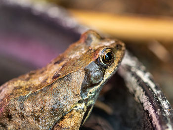 Close-up of frog