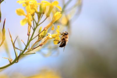 Close-up of bee pollinating on yellow flower