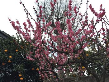 Low angle view of pink flowers on tree