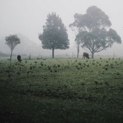 Scenic view of grassy field against sky