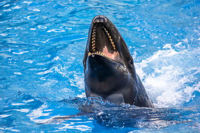 Close-up of dolphin swimming in sea