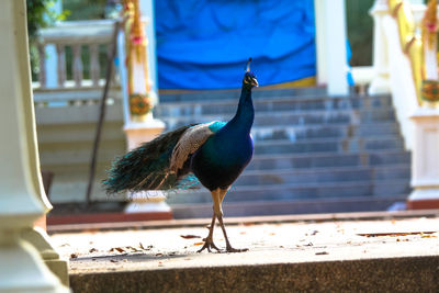 Close-up of a peacock