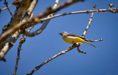 Low angle view of bird perching on branch against sky