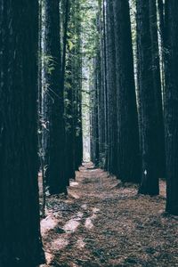 Trees growing in forest