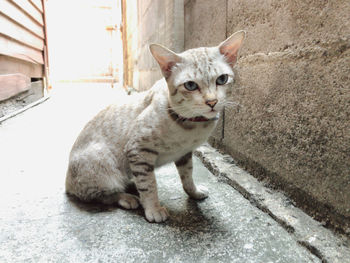 Portrait of cat sitting outdoors