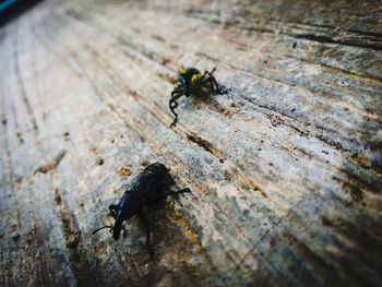 Close-up of insect