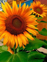 Close-up of sunflower blooming outdoors