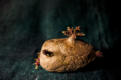 Close-up of bird on rock