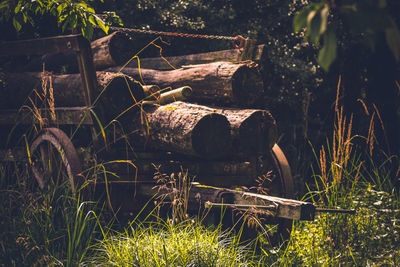 Stack of logs on field