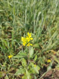 Close-up of yellow flowering plant on field