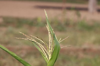 Close-up of wheat growing on field