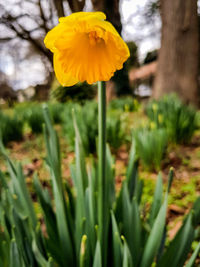 Close-up of yellow flower blooming outdoors