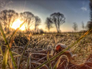 Close-up of plants growing on field at sunset