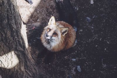 Close-up portrait of cat sitting outdoors