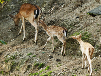 Deer standing on field